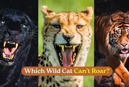 کدام گربه وحشی در جهان است که نمی‌تواند غرش کند؟
