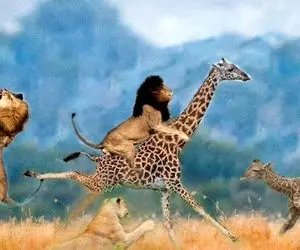 از جذابیت حیات وحش؛ یه گله شیر وحشی زرافه غول رو از گردن گرفتن زدن زمین بعد خوردنش