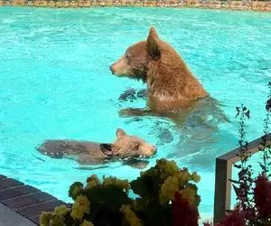 (فیلم) تقلای خرس قهوه ای برای شنا در استخر خانه/ چطوری اومده اینجا و چه بامزس