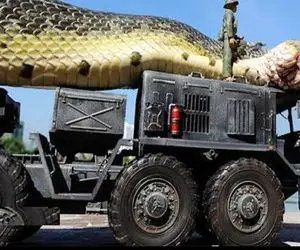 جابه جایی جانکاه؛ مار پیتون غول پیکر رو با تریلی حمل میکنن نصفش رو زمین کشیده میشه