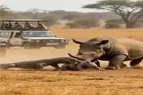 مستند حیات وحش؛ کرگدن، کومودو بدسگال رو که قصد شکار بچه اش داشت ابتر کرد