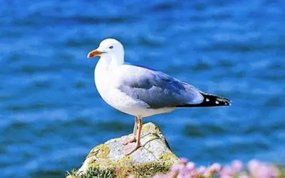 حیات وحش خنده دار/ مرغ دریایی که با کله ملق شدن مرده تو سواحل به قهقهه میوفته