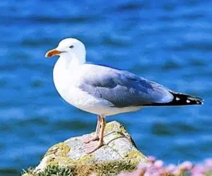 حیات وحش خنده دار/ مرغ دریایی که با کله ملق شدن مرده تو سواحل به قهقهه میوفته