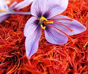 نبض بازار طلای سرخ در دست دلالان خشک شد