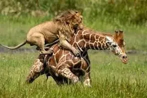 ذکاوت حیات وحش/شیر با تاکتیک محسوس از گردن زرافه 10 متری بالا میره