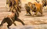 مستند حیات وحش / جدال ببر و شیر وقتی نعره شیر خواب از سر ببر میپراند