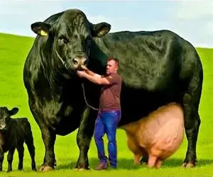 گاوهای باورنکردنی؛ این یکی روزی ۱۲۷ کیلو شیر میده دوشنده‌ها دیگه اعلام خستگی کردن