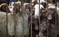 قیمت دام زنده امروز ۳۱ اردیبهشت ۱۴۰۴‌ + جدول