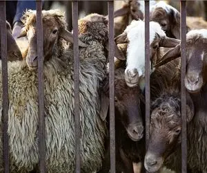 قیمت دام زنده امروز ۳۱ اردیبهشت ۱۴۰۴‌ + جدول