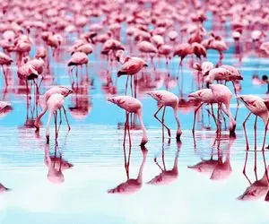 زیبایی طبیعت؛ بازگشت دل‌انگیز فلامینگوها پرندگان صورتی دوست داشتنی