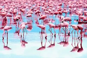 زیبایی طبیعت؛ بازگشت دل‌انگیز فلامینگوها پرندگان صورتی دوست داشتنی