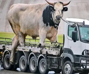 جابه جایی کوه پیکر؛ گاومیش پهلوون از بس شیر داشت نای حرکت نداشت با خاور بردنش