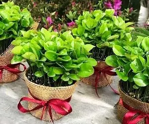 ترفندهای خانه داری؛ این ترفند رو ندونی سبزت پر پشت نمیشه