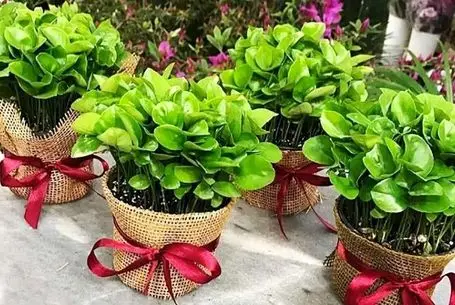 ترفندهای خانه داری؛ این ترفند رو ندونی سبزت پر پشت نمیشه