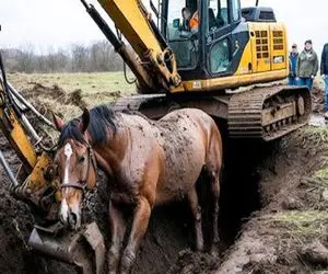 ابزارآلات غول پیکر؛ ترفندهای اپراتور بیل مکانیکی غول که دیوانه کننده است