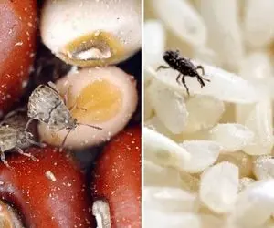 ترفند از بین بردن حشرات داخل ظرف حبوبات؛ این هیولای ریز رو از بین ببر تا بیشتر نشده