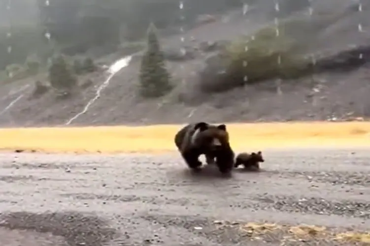 معماری طبیعت؛ خرس آبروی هر چی خرسه برد