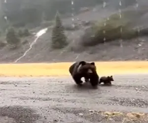 معماری طبیعت؛ خرس آبروی هر چی خرسه برد