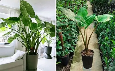 بهترین نگهداری از گیاه آپارتمانی بابا آدم / تو هر دمایی نمیتونه نفس بکشه از حال میره