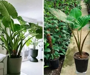 بهترین نگهداری از گیاه آپارتمانی بابا آدم / تو هر دمایی نمیتونه نفس بکشه از حال میره