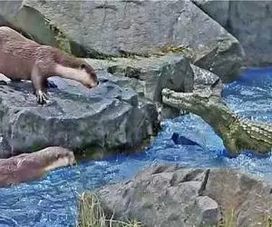 مستند حیات وحش / کروکودیل سموری که چشم به ماهیاش داشت گاز گرفت