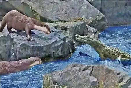 مستند حیات وحش / کروکودیل سموری که چشم به ماهیاش داشت گاز گرفت