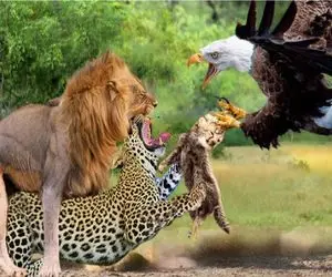 نبرد حیات وحش/ عقاب،توله های یوزپلنگ مسلوک را زنده‌زنده فرو داد