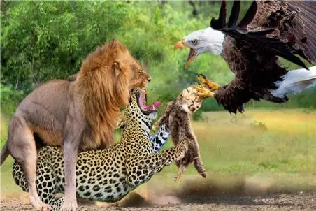 نبرد حیات وحش/ عقاب،توله های یوزپلنگ مسلوک را زنده‌زنده فرو داد