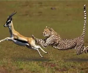 مستند حیات وحش؛ گریز آنتلوپ از دست چیتا