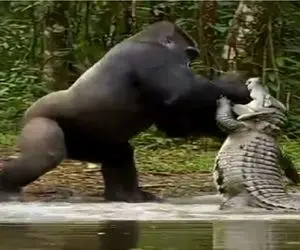 مستند حیات وحش؛ گوریل غول پیکر بچشو از حلق تمساح کشید بیرون روزگارشو سیه کرد