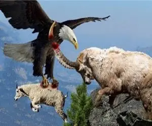 مستند حیات وحش؛ جاذبه سلاح بزکوهی است برای جستن اما نه در مقابل عقاب