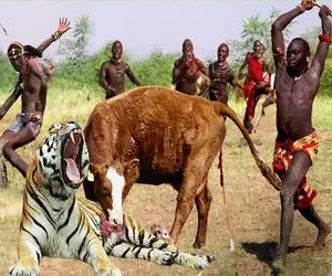 جنگجویان طبیعت؛ مردمان ماسایی شیری که گاو نر زخمی کرد با نیزه به هلاکت رسوندن