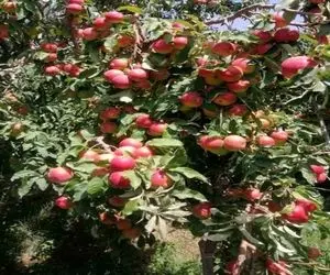 کشاورزی نوین؛ درخت سیب پربار پرورش دادن با یه تکون آدم پایینش باشه زیر سیبا دفن میشه