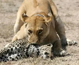 بدایع حیات وحش / نبرد مذبوحانه شیر و پلنگ برای حفظ حاکمیت