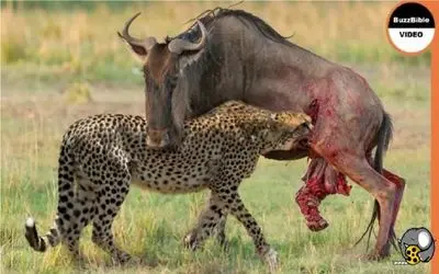 بدایع حیات وحش/ یوزپلنگ روده کل شاخدار را پاره کرد/رحمی به همدیگه ندارن