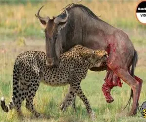 بدایع حیات وحش/ یوزپلنگ روده کل شاخدار را پاره کرد/رحمی به همدیگه ندارن