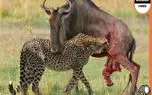 بدایع حیات وحش/ یوزپلنگ روده کل شاخدار را پاره کرد/رحمی به همدیگه ندارن