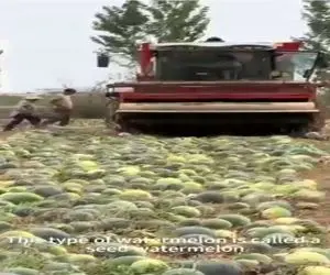 کشاورزی نوین؛ مزرعه هندونه خاص زدن خودشو میندازن جلو الاغ تخمه هاشو میلیونی میفروشن