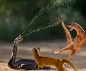 جذابیت حیات وحش / نبرد مذبوحانه مار و مانگوس وقتی با سم پاشی زمین گیر میشود