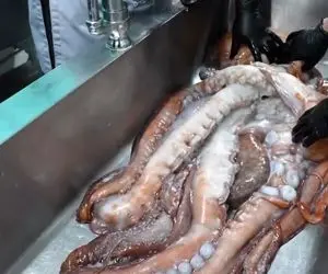 سوشی متفاوت ؛ این اختاپوس یا گوریل انگوری تیکه تیکه شد/ ماهی بیچاره چه بد جون داد