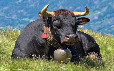 حیوانات غول پیکر؛ گاوهایی غول آسا با ظرفیت شیردهی بالا و شاخ هایی طویل