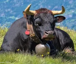 حیوانات غول پیکر؛ گاوهایی غول آسا با ظرفیت شیردهی بالا و شاخ هایی طویل