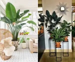 گیاهان شیکی که ثروتمندها در خونشون نگه میدارن / دکور خونت رو با چندرغاز اعیونی کن خفن