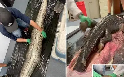 کالبدشکافی حیات وحش/شکم مارو شکافتن دیدن یک تمساح درسته تو شکم مار پایتون باقی مونده