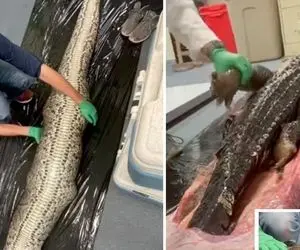 کالبدشکافی حیات وحش/شکم مارو شکافتن دیدن یک تمساح درسته تو شکم مار پایتون باقی مونده