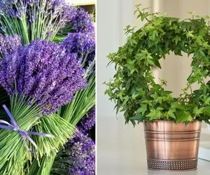 گیاهان مناسب اتاق خواب که خوابی آرام را به شما هدیه میدن؛ از پتوس بگیر تا عشقه 