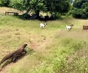 مستند حیات وحش؛ کومودو ازازیل بره های چاق رو میکشونه جای خلوت بزنه تو گوششون