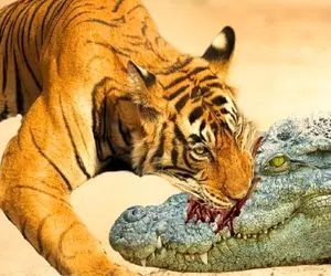 مستند حیات وحش /  وقتی پوزه تمساح زیر دندان های ببر خورد می شود