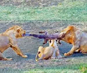 مستند حیات وحش؛ 4 شیر شقی کروکودیل مثل کش تنبون میکشن نصف شه ببلعن