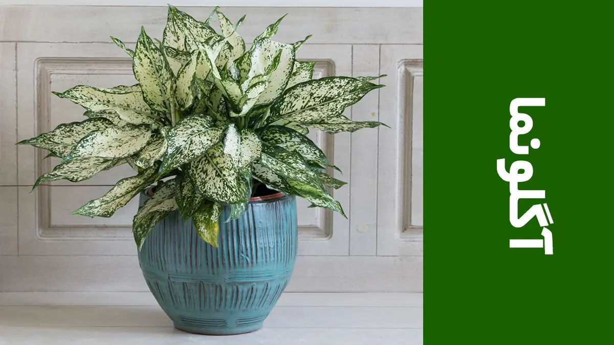 Aglaonema-5